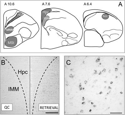 Mapping the Neural Substrates of Recent and Remote Visual Imprinting Memory in the Chick Brain